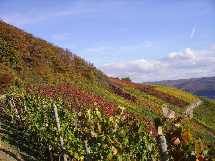 Weinregion Mittelrhein