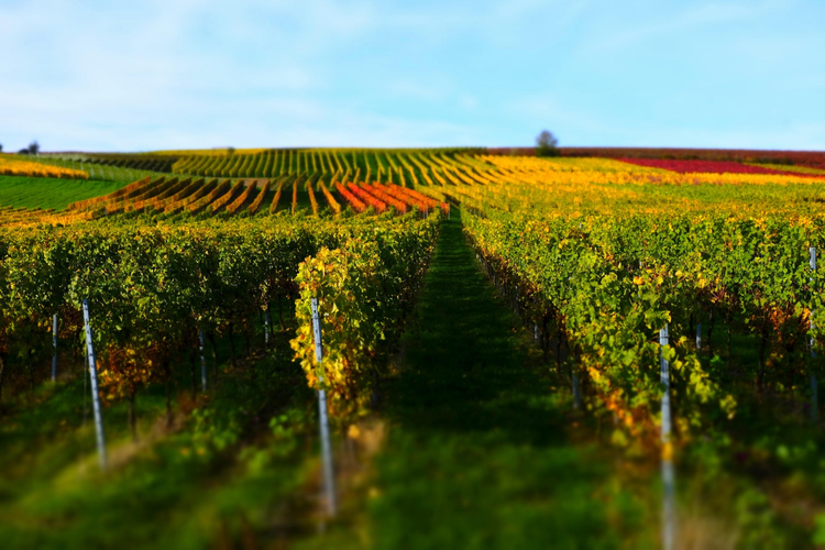 Weinregion Rheinhessen