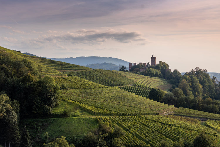 Weingut Schloss Ortenberg