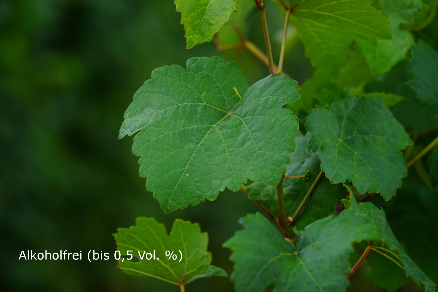 Alkoholfrei (bis 0,5 Vol. %)