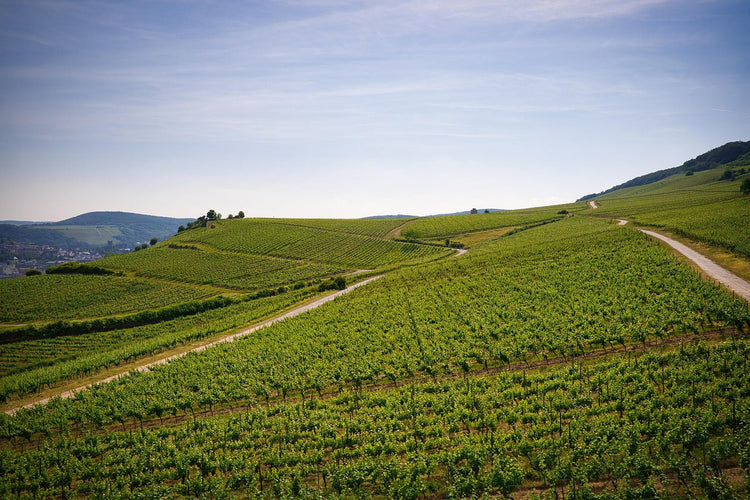 Weinregion Württemberg